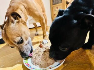 Kate Rusby Instagram - It’s was our fluffy Freda’s 6th birthday this week!! 🐶🎊⭐️ we had a break from spring tour rehearsals to make her a special dog birthday cake 🎂 (think I saw it on Blue Peter for Goldie the dog all those years ago!!😃) Where does the time go indeed!! 🤷🏻‍♀️ 
Freda and Bebo shared it, every scrap gone! Typical Staffies! 😂🤣❤️🐶🐶🎂⭐️❤️❤️☀️🌸