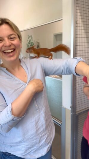 Katharina Schulze Instagram - Das Tierheim @tierheimhassberge kümmert sich neben Hunden und Katzen auch um Wildtiere. Von der Rehkitzrettung und der Aufzucht von Eichhörnchen bis zur Versorgung von verwaisten Waschbären.

Danke für den tollen Austausch und euren ehrenamtlichen Einsatz im Tierheim! Es ist wirklich eine Wucht, was die Ehrenamtlichen hier jeden Tag leisten.

💚 Wir setzen uns dafür ein, dass Tierheime finanziell gut ausgestattet sind.

P.S.: Das süße Eichhörnchen am Anfang heißt übrigens Chip 😍 

#Gruene #GrueneFraktionBY #Bayern #Eichhörnchen #Waschbär #Tierheim #Tier #Katze #Tierschutz