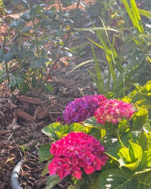 Katherine Ramdeen Instagram - welcome to my garden 👩🏻‍🌾🌹