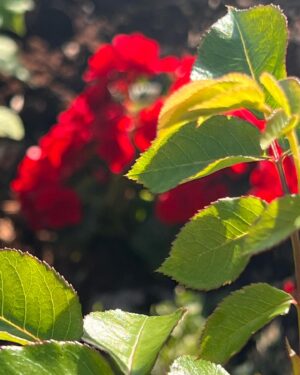 Katherine Ramdeen Instagram - welcome to my garden 👩🏻‍🌾🌹