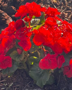Katherine Ramdeen Instagram - welcome to my garden 👩🏻‍🌾🌹