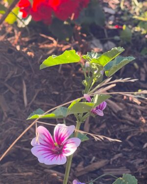 Katherine Ramdeen Instagram - welcome to my garden 👩🏻‍🌾🌹