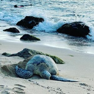 Kathleen Rose Perkins Instagram - Sea turtles George, 55 years old, and Hao, 32, basking on #laniakeabeach🐢  #ikissedaturtleandilikedit