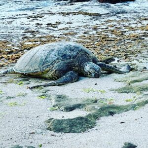 Kathleen Rose Perkins Instagram - Sea turtles George, 55 years old, and Hao, 32, basking on #laniakeabeach🐢  #ikissedaturtleandilikedit