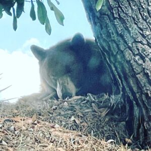 Kathleen Rose Perkins Instagram - This guy was hanging out behind our bedroom this morning.