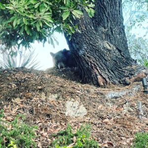 Kathleen Rose Perkins Instagram - This guy was hanging out behind our bedroom this morning.