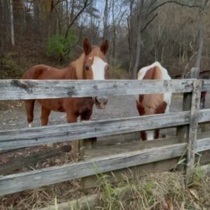 Kathryn Kelly Instagram - Smoky mountain mamas