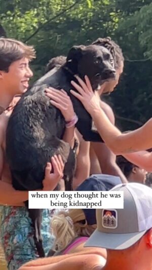 Katie Carpenter Instagram - really he was so dramatic though 

#dogsofinstagram #doglife #blacklab #doglovers #dogsofig