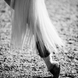 Katie Nehra Instagram - 🌸🐾🐎