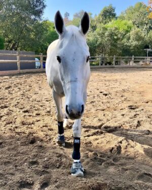 Katie Nehra Instagram - I’m 5 weeks post op #aclsurgery.
Tuesday was the 1st time I’ve ridden since my accident (grade 3 acl tear)which happened in October. It has been almost 3 months since being on a horse. Can I just tell you… that it’s going awesome. I have never even thought about this surgery not being successful. Not once. I just kept thinking about the day I would get back on Finney. I spoke to my knee, I’m not kidding. I am actually tearing up writing this. I also did everything my Drs told me to do. So post-op 4 hours a day I moved my leg. Now I work out in a gym with a PT, 2 hours a day 3x a week. And then on off days 1 hr at home. It’s not always easy, but any time it gets hard I think about how I need to become stronger to take my riding to the next level. Our minds are incredibly powerful. You must stay on track and surround yourself with people who are like minded. Because it matters.
XO