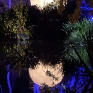 Katie Wilson Instagram - A magical double date night at @descansogardens ✨🌲🌕
