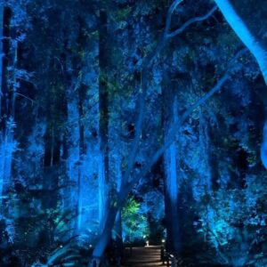 Katie Wilson Instagram - A magical double date night at @descansogardens ✨🌲🌕
