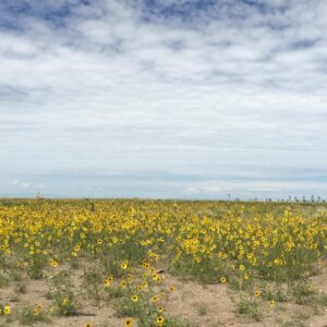 Kayla Briët Instagram - we took a spontaneous drive up to colorado at 3AM and you shared this land u love dearly with me 🌻 always love you, cuz @cargarphoto <ft. allergies   asthma   wheezy heart to hearts>