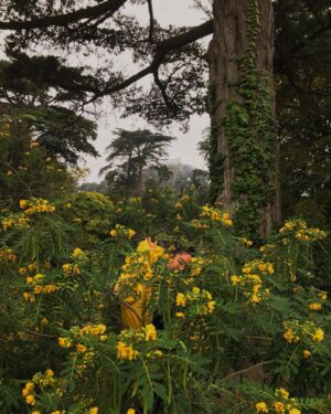 Kayla Briët Instagram - 🌼 camoFlower 🌼 im back in los angeles after road tripping down the coast! tomorrow (saturday) at 3PM I'm playing a set at the @indigenouspeoplesday festival in Recreation Park, San Fernando. 🌿 friends in LA come celebrate n listen to tunes n dance n eat fry bread with me ✨🍞🍯✨