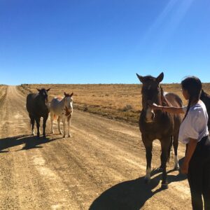 Kayla Briët Instagram - we shared a quiet moment with our 🐎 wild friends 🐎 <@cargarphoto   me  heading back from chaco canyon, NM on these open roads 10.29.17>