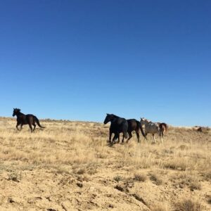 Kayla Briët Instagram - we shared a quiet moment with our 🐎 wild friends 🐎 <@cargarphoto   me  heading back from chaco canyon, NM on these open roads 10.29.17>