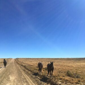 Kayla Briët Instagram - we shared a quiet moment with our 🐎 wild friends 🐎 <@cargarphoto   me  heading back from chaco canyon, NM on these open roads 10.29.17>