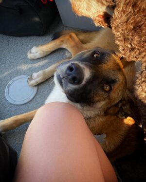 Kaylah Zander Instagram - To all the dogs I’ve loved before