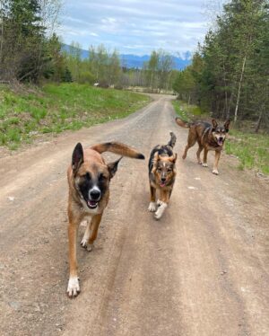 Kaylah Zander Instagram - To all the dogs I’ve loved before