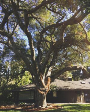Kaylee DeFer Instagram - Our 200 yr old wedding tree was taken out by the storm early this morning. So crazy to watch something older than most other living things on this earth just fall down. Everyone is safe. We’re just a little shaken up. We’re fortunate her branches were so wide they caught at multiple points on the roof. Otherwise, she would’ve fallen straight through our boys rooms. Be safe. Cali is crumbling.