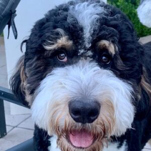 Kearran Giovanni Instagram - Happy Birthday to our big hearted, sweet baby boy!!!! @charliethebernadoodle