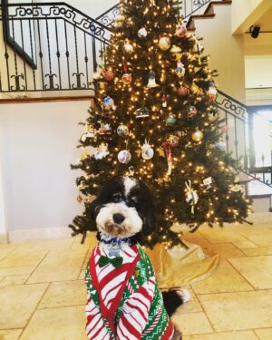 Kearran Giovanni Instagram - Merry Christmas and Happy New Year to everyone from our baby! #firstchristmastogether @charliethebernadoodle