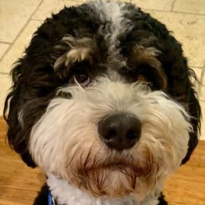 Kearran Giovanni Instagram - Happy Birthday to our big hearted, sweet baby boy!!!! @charliethebernadoodle