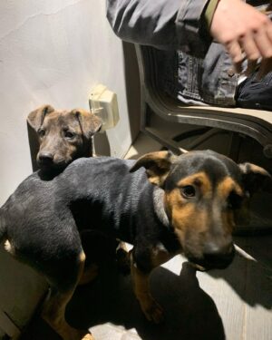 Keir Gilchrist Instagram - Some dogs!