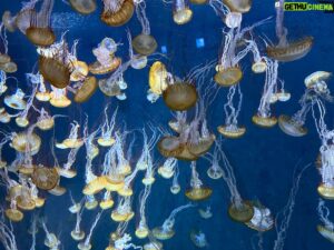 Keith Allan Instagram - Because you really can’t have too many pics of jellyfish. Right?