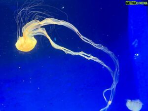 Keith Allan Instagram - Because you really can’t have too many pics of jellyfish. Right?