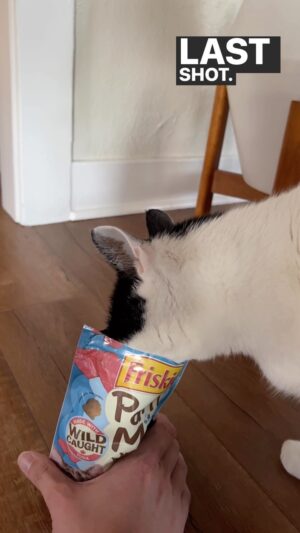 Keith Habersberger Instagram - Trick or Treat? More like Trick FOR Treat! This Halloween I’m rewarding my cats with @Friskies Party Mix when they show off their skills. Get yourself some through the link in my story! My cats don’t love costumes, but if yours do, what are they dressing as this Halloween? #ad #PurinaTreatsPartner