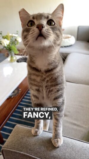 Keith Habersberger Instagram - Fancy! My boys are fancy. They eat fancy. Click the link in my stories to get some @fancyfeastcatfood treats for the cats that you fancy. #ad #purinatreatspartner