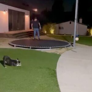 Kelli Garner Instagram - @socaldan_  your dog didn’t even flinch man … 😂😂