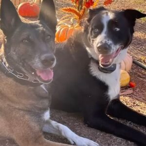 Kelly Carlson Instagram - They met in 2016 and have been a happy couple since ❤️ Takoda and Kara 💕 One this I can say for certain, these 2 have had the best life a dog can have. Many for years ahead. #bestlife #caninelove #animalsareeverything