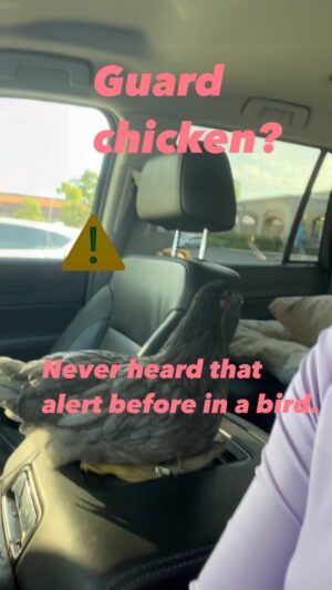 Kelly Carlson Instagram - I’ve never heard that alert come from any bird and I closely pay attention to bird language. Has anyone heard that alert before? I looked after a couple time but I didn’t see anything but people. #guardchicken #birdalerting #trendymyfriendy #caution #warning #johnyoungbirdlanguage