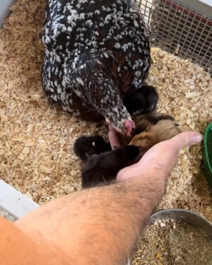 Kelly Carlson Instagram - 7 baby 🐣 and 2 more to go