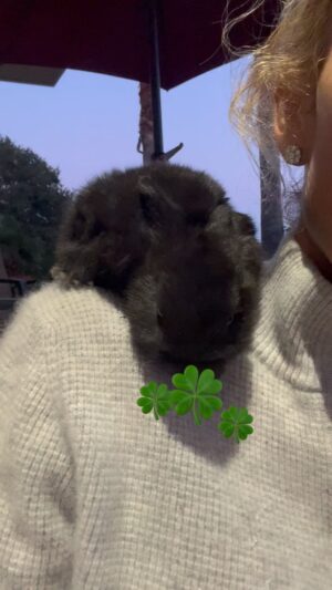 Kelly Carlson Instagram - 🍀 All day eats 🍀 #mynewrabbitlife #officallyafarm #iwantadonkey #appendixmare #buckskinfordan #equinearchery