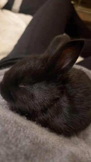 Kelly Carlson Instagram - 😴 it’s gonna be rabbit pics for a while 😂