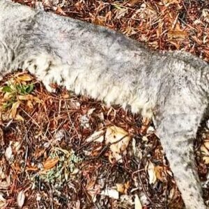 Kelly Carlson Instagram - ❗️GRAPHIC Last video❗️. RIP Hedy and Sonya 🙏🏻 A bobcat got them yesterday during the day. I was shocked. It didn’t even run knowing Kara and I were close. It wasn’t in good health. I adore wild cats and we need them, but this one killed and acted very strange. Also had bad mange. It stopped to scratch itself right in-front of us- Dan, Kara and myself. I had Kara on a leash which I’m so glad I’ve been doing that lately. Hedy was the mother hen. I’ve had her for so long and just adored her 💔 I have her daughter. And Sonya was one of my babies who was always on my shoulder and just sweet yet brave. Both are in the rose garden now with their sisters. 🌹 I’ve never seen a bobcat during the day and while raining. Anyone else? I hate killing a feline predator since they aren’t often a problem and they’re so majestic looking. I think we put it out of its misery. He was so thin with no hair and was obviously taking risks it would not have otherwise. We don’t take life without thoughtful consideration. Had Kara been off leash, it could have been ugly. Who know what that cat had.