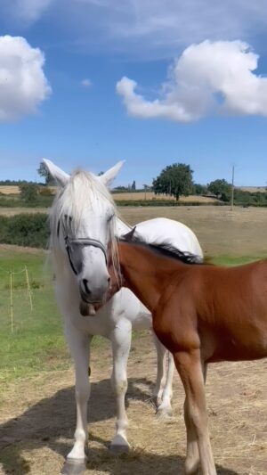 Kelly Depeault Instagram - #1- Je m’inspire de @jeremygillet 
#2- J’ai du apprendre à faire de l’équitation sur le dernier projet que j’ai eu le bonheur de faire. 
#3- c’était trop fun. Merci pour les crampes de rire les gars 
#4- @jeremygillet et moi avons touché des ânes et des faucons pour la première ensemble #cute 
#5- @samuelesselinckx était hyper concentré et ne m’a jamais entendu lol WoW
#6- De tout les animaux que j’ai eu la chance de croiser. Mes préférés restent LES GARS 😂
#7- m e r c i Alain Tasma