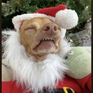 Kelly LeBrock Instagram - Ho ho ho ! Anyone else eat too much ?