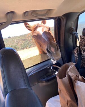 Kelly LeBrock Instagram - Well , thank goodness I had help with the groceries today ❤️