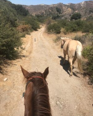 Kelly LeBrock Instagram - Spot the dog ❤️ taking my girls out for a ride ! Tessa went bare ⭐️ so amazing to ride with these magnificent creatures 🙏
