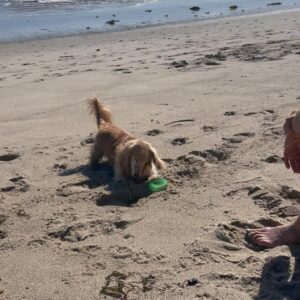 Kelly Lynch Instagram - Spent Easter Sunday weekend with my darling boys in beautiful Malibu… 
🐰💜🌊🫶🐶🧔🏻‍♂️🌴

#swipeleft 
#malibu 
#california 
#californiagirl 
#getoutside 
#sundayfunday 
#easterweekend 
#craigellwood  @hunthouse_malibu  #thankyouthankyouthankyou 😘