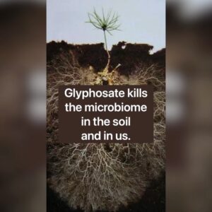Kelsey Crane Instagram - This is my soil story 🪱 from the @kisstheground soil advocacy program 🌱 My goal in sharing is to amplify this: “Save our soil in hopes the soil might just save us.”⁣
⁣
Please listen to all slides as they are connected 🧬 It would mean a lot to hear your thoughts 👂 Together we can do anything… even save the 🌎 ⁣
⁣
#KissTheGround #soilhealth #regenerativeagriculture #regernerativefarming #growyourownfood #biodynamic #biodynamic #microbiome