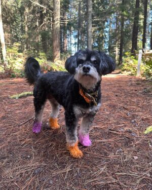 Kelsey Lewin Instagram - We said goodbye to Grummy yesterday. She passed in my arms.
I don’t have the words but I’ve never felt a grief like this. Anyone who’s met her could see what a special dog she was. She saw me through all of my life’s milestones in her 14 years, and we loved each other so much. I’m heartbroken and so, so thankful to have known and loved her. If you have a pet this special to you, hug them close tonight.