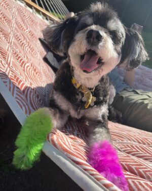 Kelsey Lewin Instagram - We said goodbye to Grummy yesterday. She passed in my arms.
I don’t have the words but I’ve never felt a grief like this. Anyone who’s met her could see what a special dog she was. She saw me through all of my life’s milestones in her 14 years, and we loved each other so much. I’m heartbroken and so, so thankful to have known and loved her. If you have a pet this special to you, hug them close tonight.