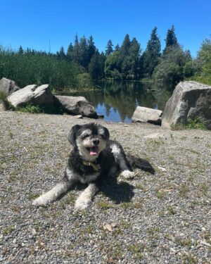 Kelsey Lewin Instagram - We said goodbye to Grummy yesterday. She passed in my arms.
I don’t have the words but I’ve never felt a grief like this. Anyone who’s met her could see what a special dog she was. She saw me through all of my life’s milestones in her 14 years, and we loved each other so much. I’m heartbroken and so, so thankful to have known and loved her. If you have a pet this special to you, hug them close tonight.