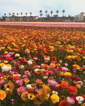 Kelsey Lewin Instagram - highlights of a quick San Diego trip: padres baseball, lake Elsinore storm baseball, flowers, schmooly
