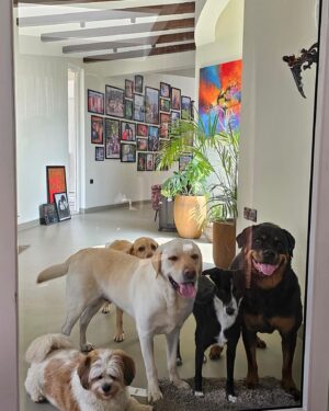 Kenny Sebastian Instagram - What a day in heaven feels like.

Finally got to meet @audiphotography & @wander_leen 6 babies.

Jäger, Bruno, Whisky, Diesel, Glen and Scotch.

Lot of petting, licking and one lint roller later, I am still yearning for more time with all of them ♥️

#dogs #home #doggieheaven #familypack #bengaluru